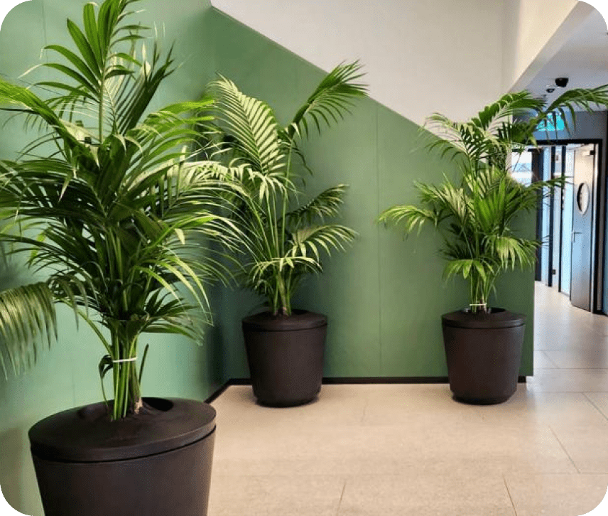 background plants